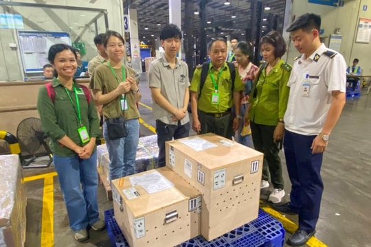 Tiếp nhận 28 cá thể rùa quý hiếm "hồi hương" từ Hàn Quốc về Việt Nam
