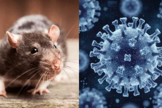 Virus Hanta trên tàu du lịch quốc tế: Người dân có cần lo ngại?