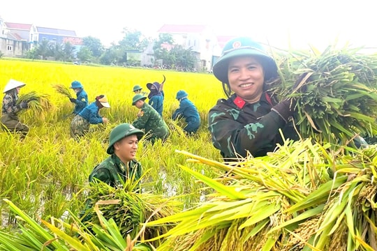 Nghĩa tình mùa gặt trên những cánh đồng