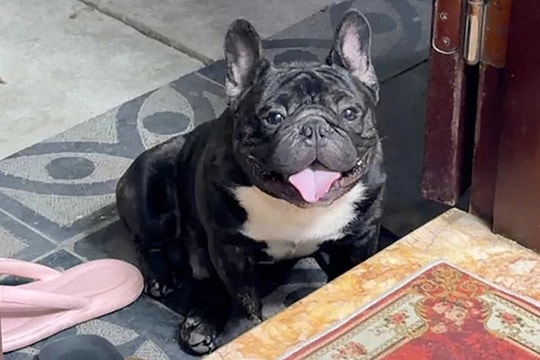 Vì sao hoãn phiên tòa xét xử vụ liên quan đến chó Pitbull ở Hà Nội?