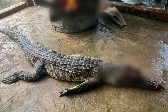 Vây bắt cá sấu nổi trong ao của người dân