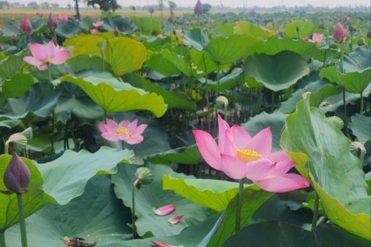Huế vào mùa sen nở, lan tỏa hương sắc văn hóa Cố đô