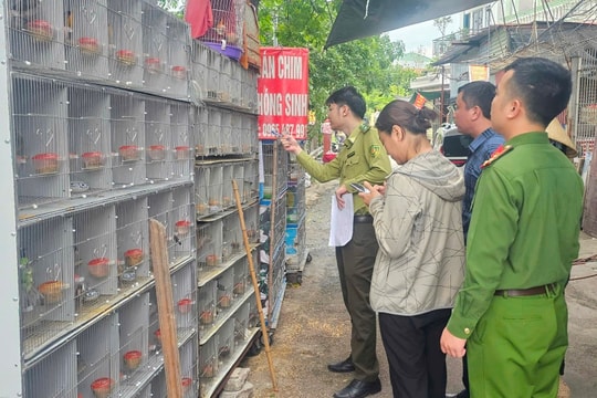 Phát hiện gần 1.000 cá thể chim hoang dã bị nuôi nhốt