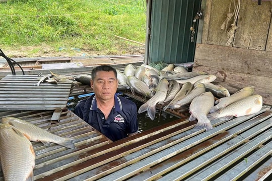 Nghệ An: Chưa phát hiện bất thường trong vụ cá chết hàng loạt