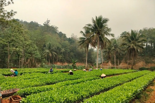 Phát triển lâm nghiệp gắn chế biến lâm sản, hướng tới mô hình kinh tế rừng bền vững