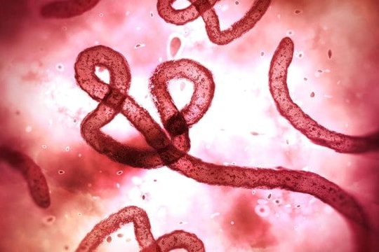 Ngành y tế Lâm Đồng kích hoạt các biện pháp phòng chống Ebola