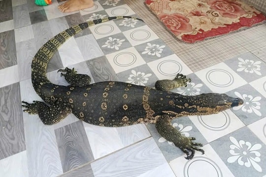 Người dân bàn giao kỳ đà hoa nặng 6,5kg