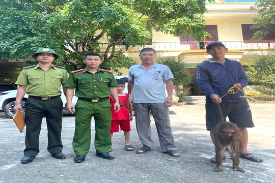 Khỉ mặt đỏ quý hiếm được thả về môi trường tự nhiên