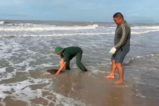 Kịp thời cứu hộ rùa biển bị mắc lưới