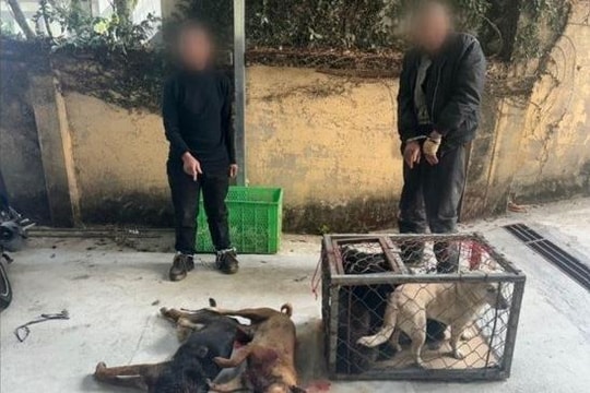 Khởi tố nhóm trộm hơn 120 con chó