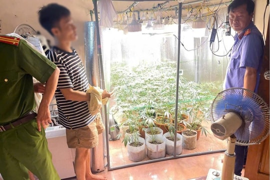 Phát hiện đối tượng lắp hệ thống trồng cây cần sa trong nhà