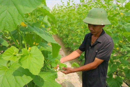 Người kỹ sư "bỏ phố" làm nông