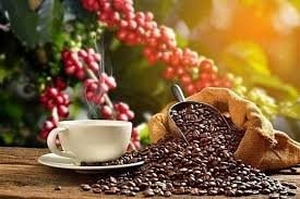 Bản tin nông sản ngày 18/6: Hồ tiêu giữ mốc cao, cà phê ổn định, thị trường lúa gạo chững lại