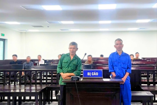 Tranh chấp một con bò, hai anh em ruột lĩnh án tù
