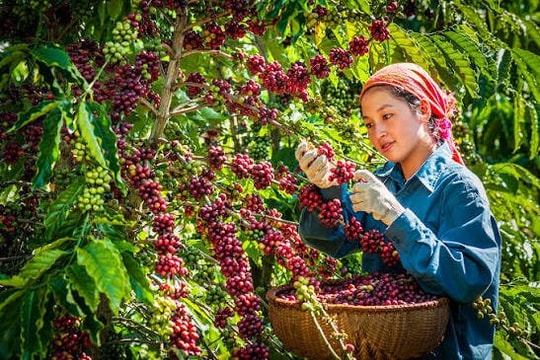 Bản tin nông sản hôm nay 19/6: Cà phê nhích tăng, hồ tiêu neo cao