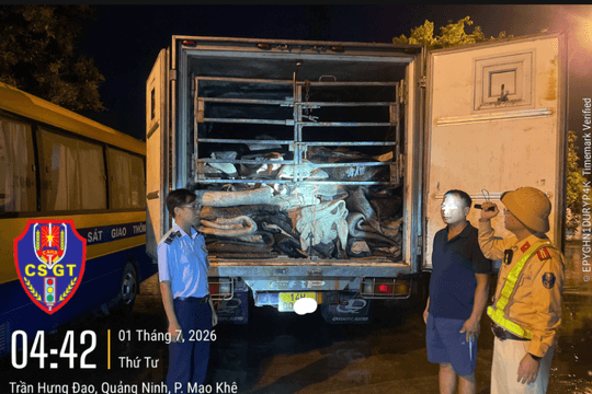 Phát hiện gần 9 tấn da trâu muối không rõ nguồn gốc