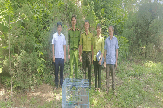 Phát hiện khỉ hoang đi lạc, chủ động bàn giao cơ quan chức năng