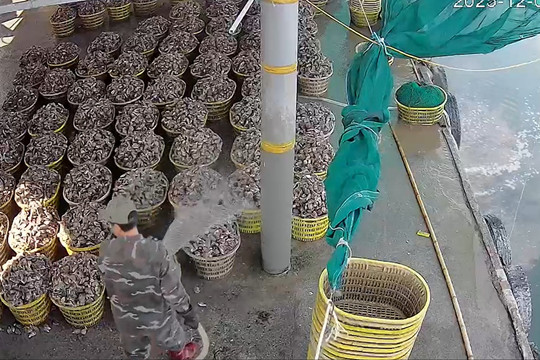 Xã Đầm Hà (Quảng Ninh): Nghi vấn cơ sở sơ chế hàu xả thải trực tiếp ra môi trường biển