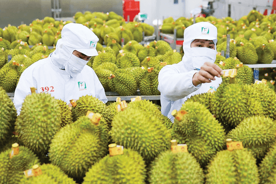 Hải quan chỉ đạo thông quan nông sản xuất khẩu trong ngày, ưu tiên sầu riêng tại cửa khẩu