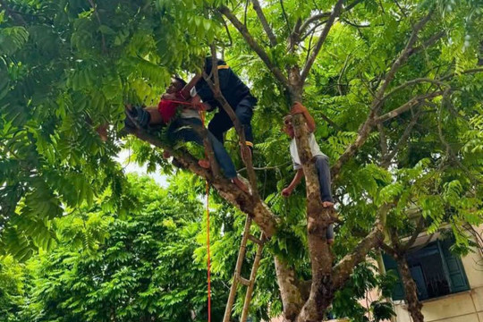 Hy hữu: Bệnh nhân tâm thần mắc kẹt trên cây sấu cao