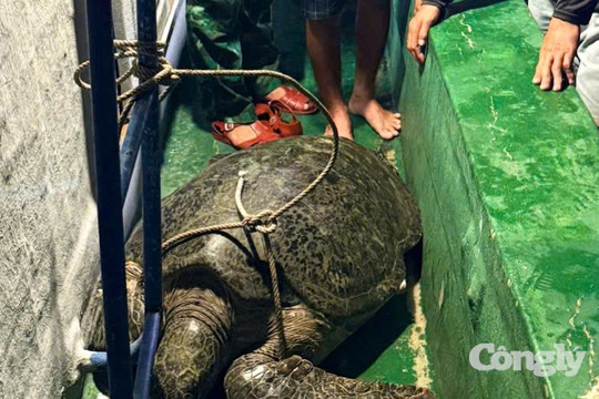 Thả cá thể vích nặng 120 kg quý hiếm về biển