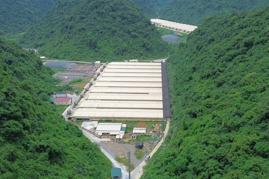 5 người thương vong tại trại lợn ở Thanh Hóa
