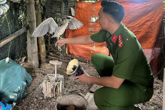 Xử phạt trường hợp săn bắt, nuôi nhốt động vật hoang dã