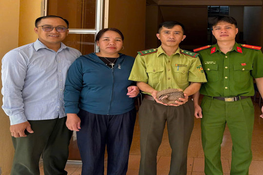 Người dân tự nguyện giao nộp cá thể tê tê Java quý hiếm