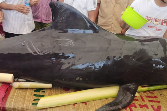 Quảng Ngãi: Cá heo nặng khoảng 300kg dạt vào bờ