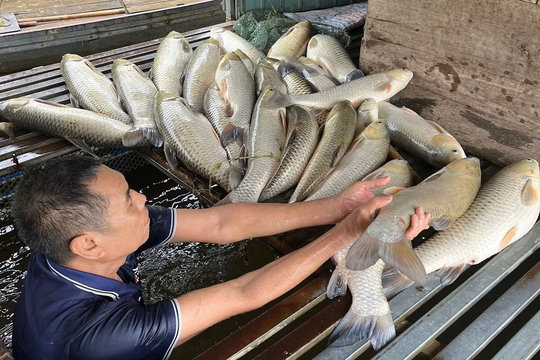 Cá nuôi tiếp tục chết trên sông Lam, hơn 2,7 tấn cá bị thiệt hại