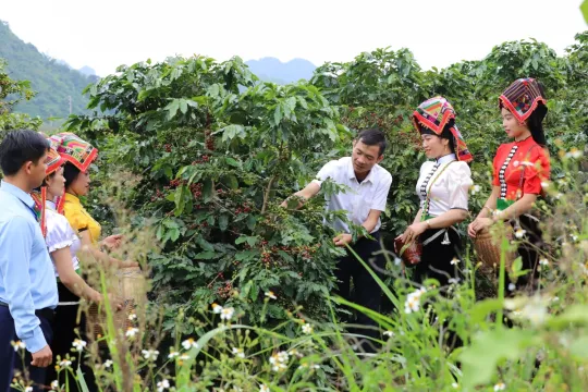 Sơn La khẩn trương hoàn tất công tác chuẩn bị cho Lễ hội Cà phê Arabica lần thứ II năm 2026