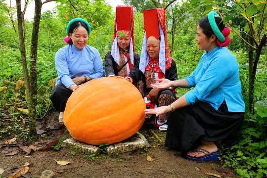 Độc đáo mô hình bí ngô khổng lồ nơi vùng biên Hoành Mô