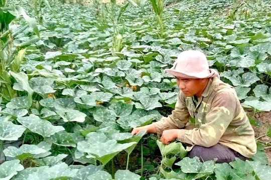 Vốn tín dụng chính sách tiếp sức nông dân Gia Lai phát triển kinh tế