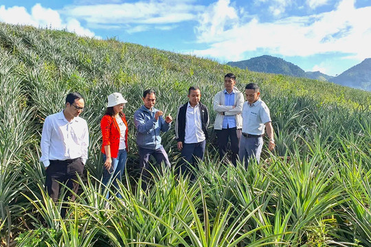 Điện Biên phân công Ủy viên Ban Thường vụ theo dõi, đôn đốc các ngành kinh tế trọng điểm