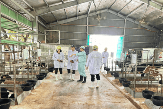 Tăng cường bảo đảm an ninh chuỗi sản xuất, kinh doanh sữa