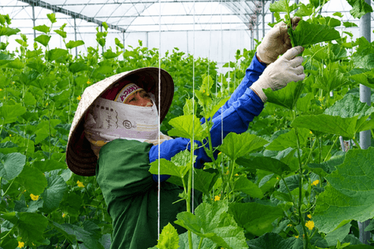 Hải Phòng hỗ trợ xây nhà lưới, nhà màng phát triển nông nghiệp hàng hóa