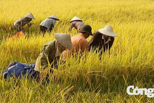 ‘Ai ơi bưng bát cơm đầy, dẻo thơm một hạt đắng cay muôn phần’