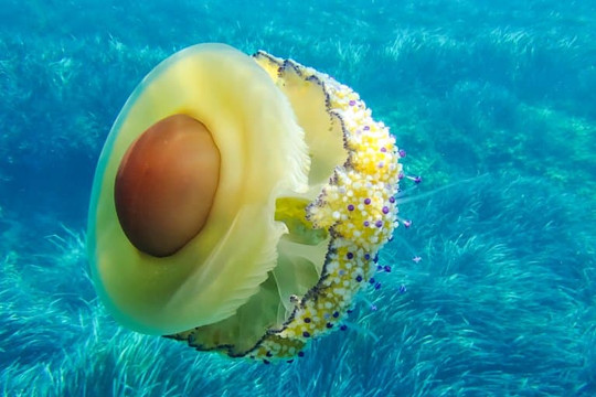 Fried Egg Jellyfish: Sứa "ốp la" - loài sứa biển kỳ lạ với vẻ ngoài độc nhất vô nhị