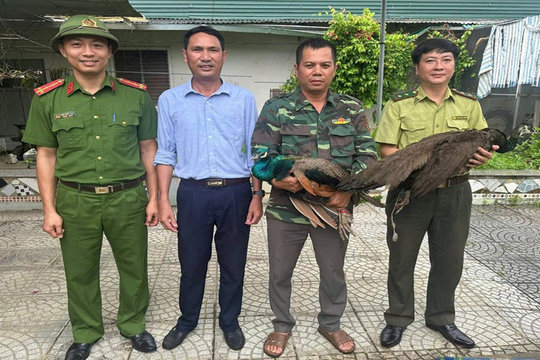 Người dân giao nộp 2 cá thể công quý hiếm