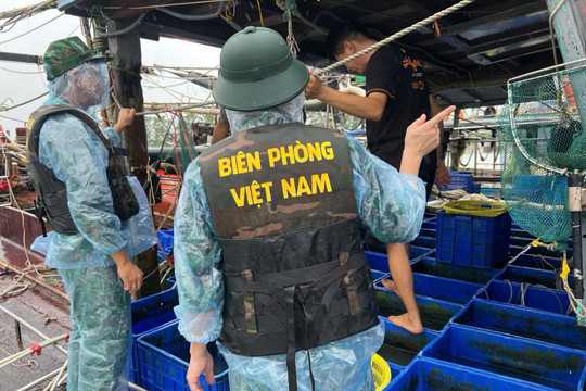 Quảng Ninh dồn lực ứng phó bảo đảm an toàn cho người dân