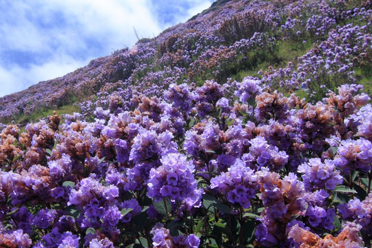Neelakurinji nở rộ: Những vùng núi Ấn Độ đẹp như tranh với sắc tím huyền ảo