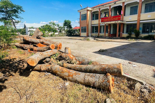 Kiểm lâm Gia Lai báo cáo gì về vụ chặt hạ cây xanh ở trụ sở xã (cũ)?