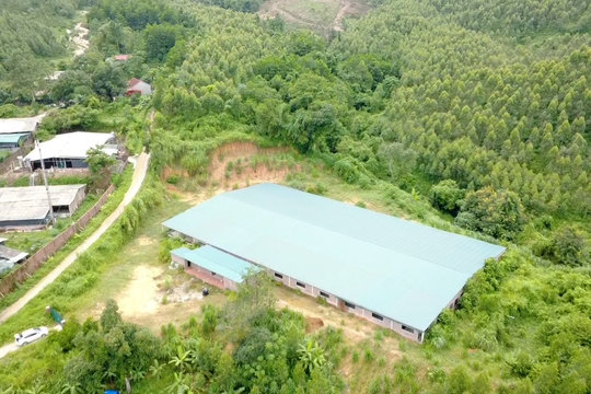 Hợp Lý, Phú Thọ: Vi phạm trên đất rừng đã rõ, vì sao chưa xử lý dứt điểm?