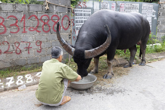 15 "ông trâu" tranh tài vòng chung kết Lễ hội chọi trâu Đồ Sơn 2026