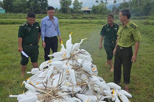 Ngăn chặn nạn bẫy, bắt chim trời mùa di cư