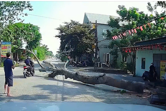 Một người tử vong do bị cây đổ trúng người