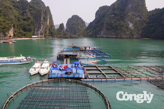 Quảng Ninh mở rộng vùng nuôi biển lên gần 140.000ha