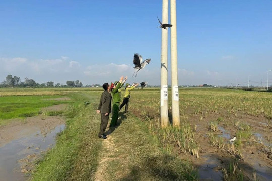 Gỡ lưới đánh bẫy chim, ngăn chặn hành vi kích điện
