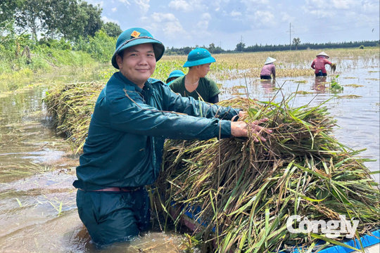 Giúp dân cứu lúa sau sự cố vỡ đê bao