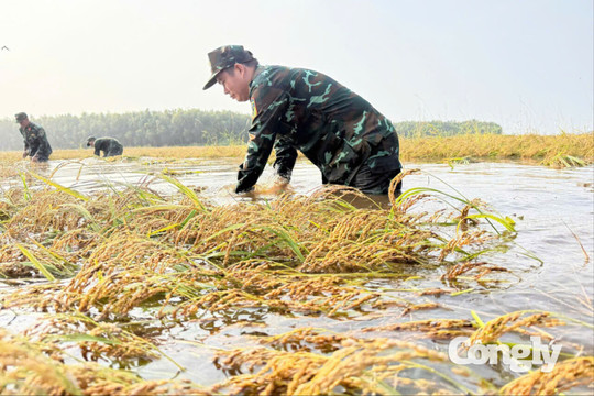 Tây Ninh chủ động bảo vệ hơn 51.000 ha lúa trước nguy cơ lũ